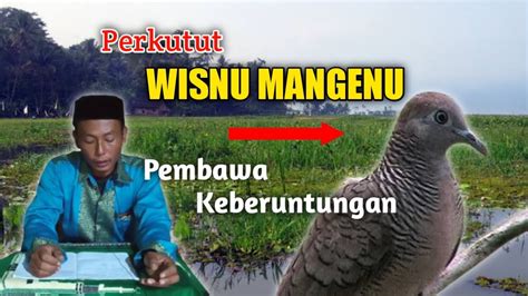 Katuranggan Perkutut Wisnu Mangenu YouTube