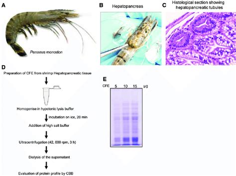 Preparation Of Cell Free Extract Cfe Of Hepatopancreas Of Shrimp P Download Scientific