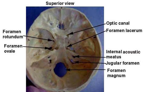 Foramen rotundum - Wikipedia