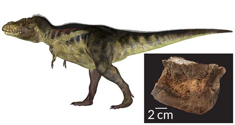 How To Tell If A T Rex Is Expecting