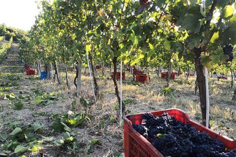 Vendemmia E Degustazione In Cantina Biologica Delloltrep Pavese