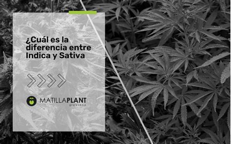 Indica Y Sativa Cu L Es La Diferencia