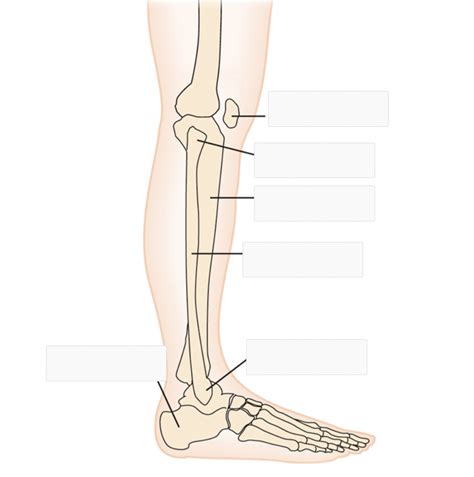 Bony Landmarks Of The Knee Diagram Quizlet