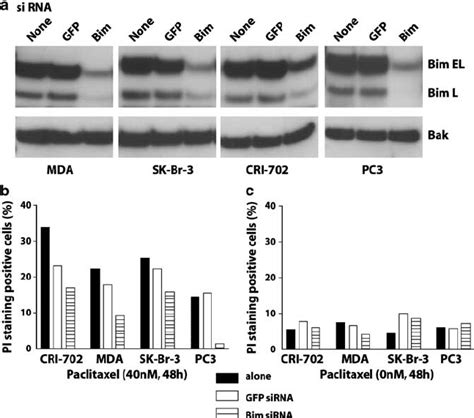 Transient Bim Knock Down With Specific Sirna Reduced Susceptibility To