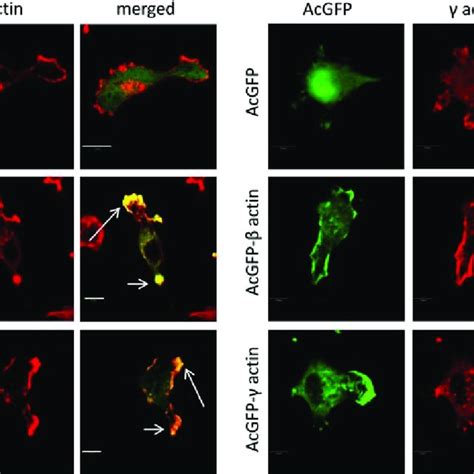 Western Blot Analysis Of Acgfp β Actin And γ Actin A Representative