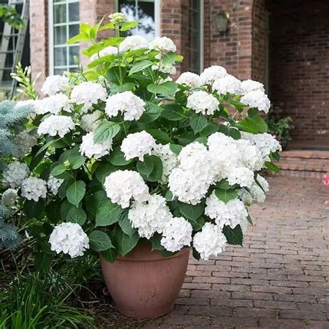 25 Stunning Annabelle Flowers Pictures Annabelle Hydrangea Growing Guide