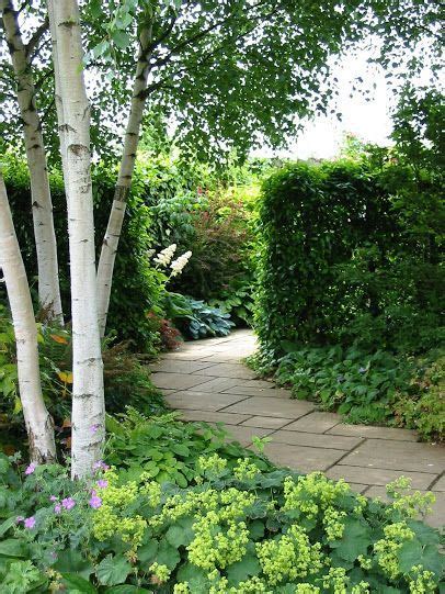 Multi Stem Silver Birch Lovely In Traditional And Contemporary Gardens