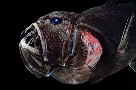 Up close with the giant teeth of the deep-sea fangtooth Scary Sea Creatures, Deep Sea Creatures ...