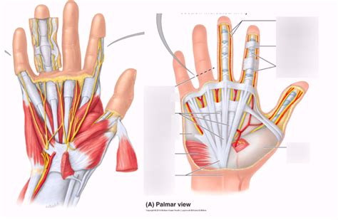 Thenar And Hypothenar Muscles Diagram Quizlet