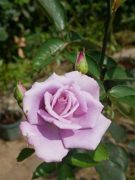 梅雨の合間に咲く二番花♡ 何日も咲く花、その日限りで終わる花 ピーチヒルの薔薇日記 楽天ブログ