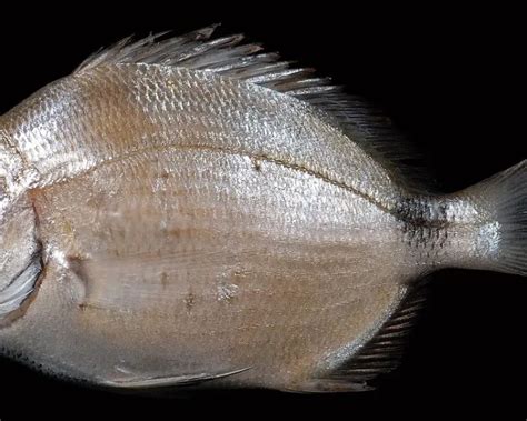 Spottail pinfish - Facts, Diet, Habitat & Pictures on Animalia.bio