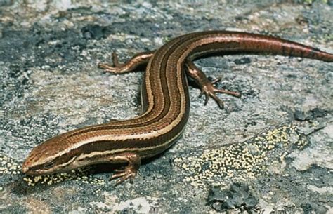 Common Garden Skink | Fasci Garden