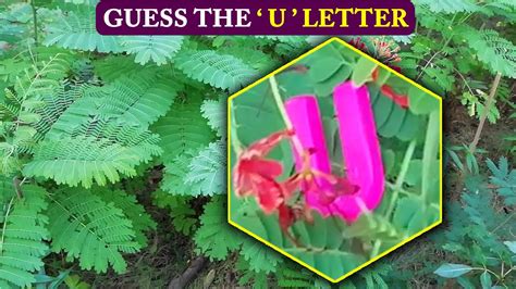 Guess The U Letter Brain Puzzle Tricky Test If You Can Crack