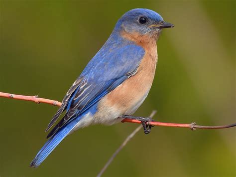 Merlebleu De L Est Ebird