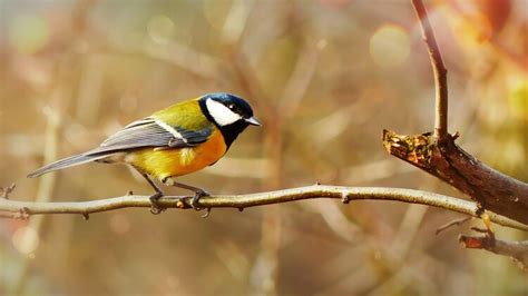 The Many Colors of a Finch Bird — Merriam Feed + Seed