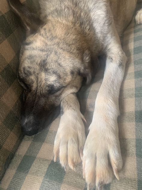Future Mama, chilling! : r/AnatolianShepherdDogs