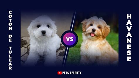 Why The Coton De Tulear Is Better Than The Havanese Youtube