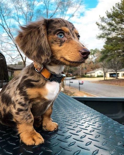 Dachshund Everywhere on Instagram: “OMG 😍 Those bright puppy eyes! 🥰🤩 ...