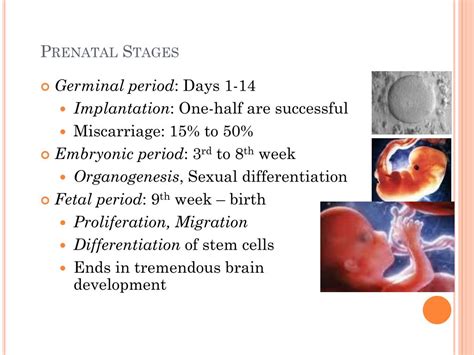 Ppt Chapter Prenatal Development And Birth Powerpoint Presentation