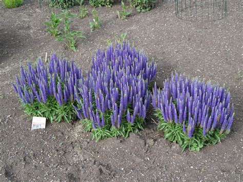 Вероника Седая на клумбе (42 фото) » НА ДАЧЕ ФОТО