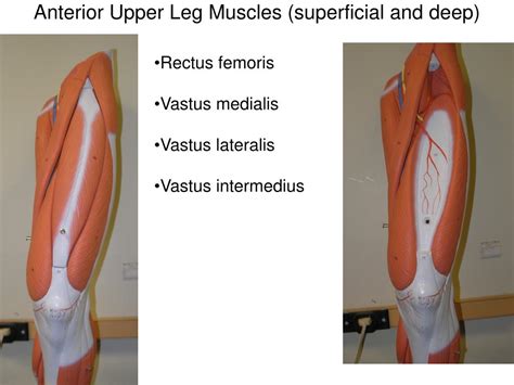 Ppt Lab Exercise 16 Pt Ii Gross Anatomy Of The Muscular System