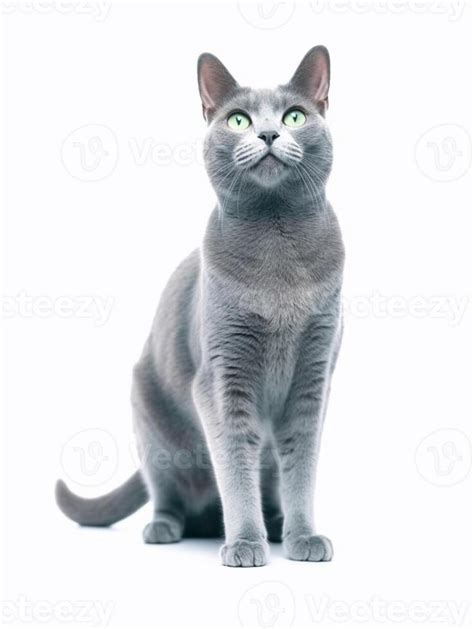 Beautiful russian blue cat isolated on white background. Studio shot ...