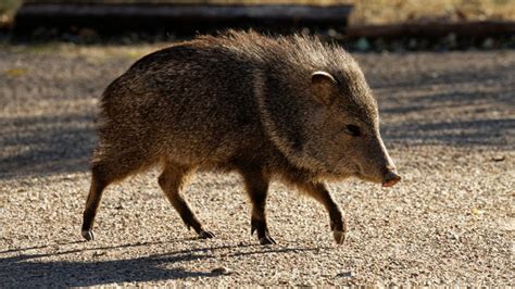 Javelina Bites Arizona Womans Leg While Taking Out The Trash Iheart