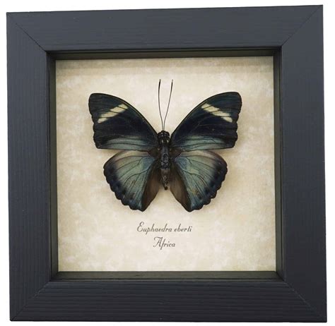 Euphaedra Eberti Forester Butterfly Real Framed Taxidermy