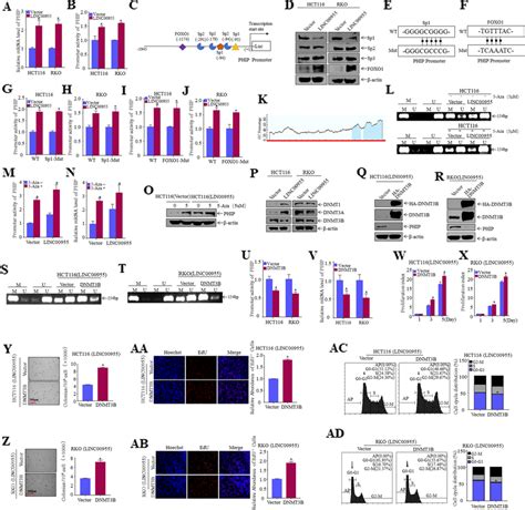 Linc00955 Inhibits Phip Promoter Methylation By Downregulating Download Scientific Diagram