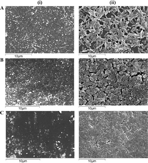 Sem Micrographs Showing I Inhibition Of Biofilm Formation On Agcl Tio