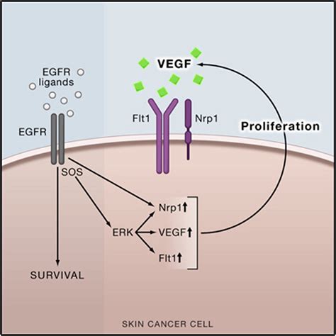 Autocrine Vegf Signaling Synergizes With Egfr In Tumor Cells To Promote