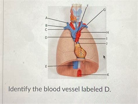 Solved G A H D E K Identify The Blood Vessel Labeled D Course Hero