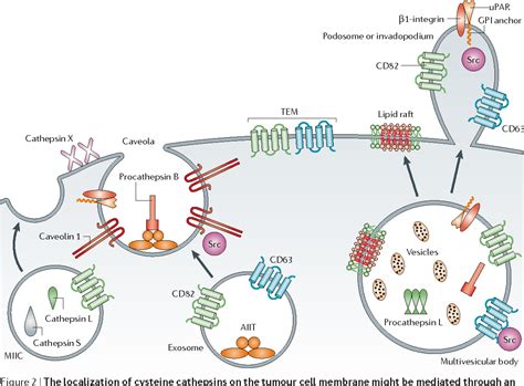 Figure From Multifunctional Enzymes In Cancer Semantic Scholar