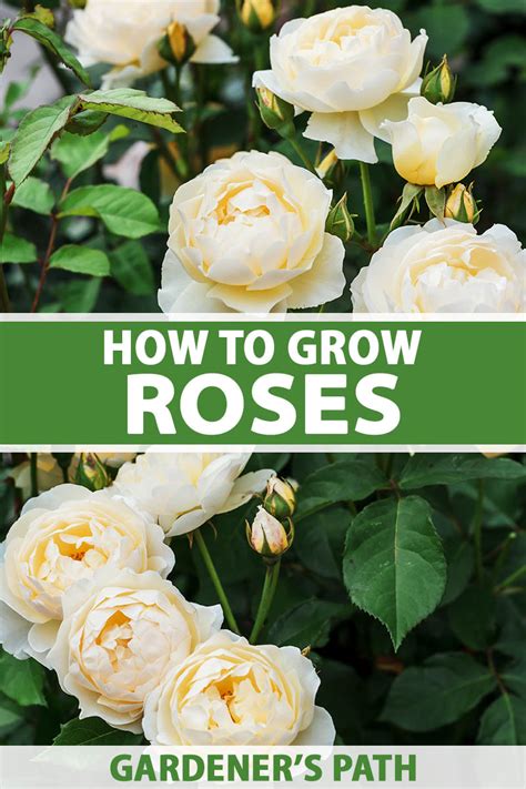 How To Grow Roses Gardeners Path