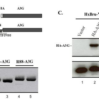 A Schematic Representation Of Constructs Of Ha A G And R A G