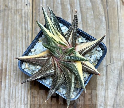 SHPR14503 Haworthia limifolia f. variegata – Cactus-online 