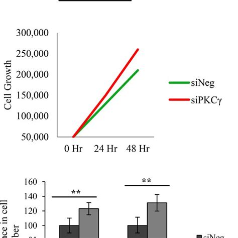 Effect Of Pkc Gamma Knockdown On Proliferation Of Colon Cancer Cells