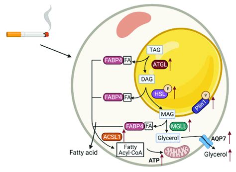 Molecular Mechanisms Of Lipolysis In Human Adipocytes Signal Hot Sex