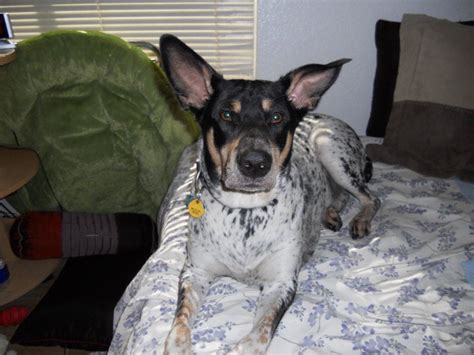 Blue Heels Blue Heeler Doberman Mix