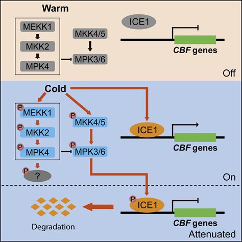 MAP Kinase Cascades Regulate The Cold Response By Modulating ICE1