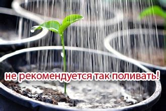 Пикировка помидор: как делается, нужно ли, как поливать до пикировки ...