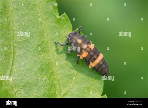 Jute Insect Hi Res Stock Photography And Images Alamy