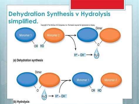 MACROMOLECULES a.k.a. Bio-Molecules a.k.a. Organic Molecules - ppt download