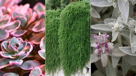 Drought Tolerant Ground Cover Plants 12 Low Growing