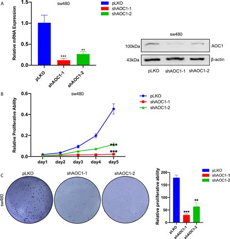 Frontiers Increased Aoc Expression Promotes Cancer Progression In