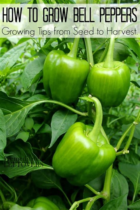 How To Grow Bell Peppers In Containers Growing Bell Peppers Sweet