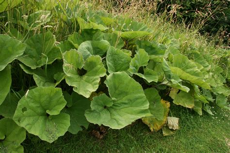 Белокопытник лекарственный (лат. Petasites officinalis) Саратовская область