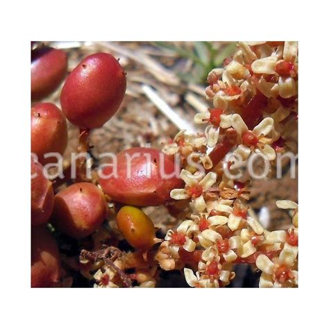 buy lannea edulis  canarius