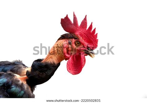 Naked Neck Rooster Isolated Closeup Sock Stock Photo