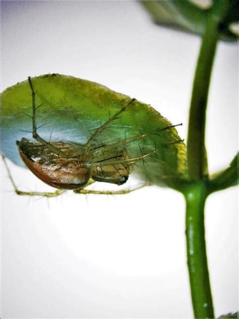 Eeny In Striped Lynx Spider Oxyopes Salticus Hentz